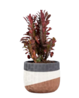 Euphorbia trigona en promo chez Lidl Lyon à 3,99 €