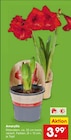 Aktuelle Zimmerpflanzen Angebote bei Netto Marken-Discount in Düsseldorf Aktuelles Amaryllis Angebot bei Netto Marken-Discount in Düsseldorf ab 3,99 €
