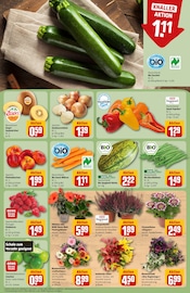 Blumen im REWE Prospekt in Kaufbeuren Aktueller REWE Prospekt mit Blumen, "Dein Markt", Seite 7