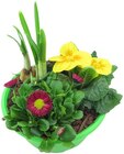 Bepflanzte Frühlingsschale im Angebot bei Penny in Cuxhaven Bepflanzte Frühlingsschale Angebote bei Penny Cuxhaven für 4,99 €