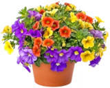 Lavendel für 1,49 € bei Kaufland im Angebot Lavendel im aktuellen Kaufland Prospekt
