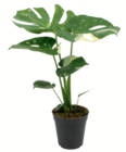 toom Baumarkt - Monstera Angebot im Prospekt Monstera bei toom Baumarkt im Prospekt "" für 12,99 €