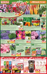 Zimmerpflanzen Angebot im aktuellen Norma Prospekt auf Seite 14