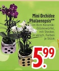Mini Orchidee Phalaenopsis Angebote bei EDEKA Passau für 5,99 €
