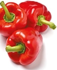 Paprika rot von Holland im aktuellen Netto mit dem Scottie Prospekt