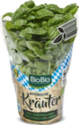 Kräutertopf im Angebot bei Netto Marken-Discount in Erlangen Kräutertopf Angebote von BioBio bei Netto Marken-Discount Erlangen für 2,50 €