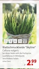 Blattschmuckheide Skyline bei bauSpezi im Freystadt Prospekt für 2,99 €