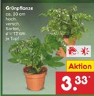 Grünpflanze von  im aktuellen Netto Marken-Discount Prospekt für 3,33 €