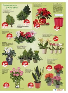 Blumentopf im V-Markt Prospekt "V-Markt einfach besser einkaufen" mit 22 Seiten (Regensburg)