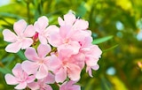 Laurier-rose tigette - Jardiland Laurier-rose tigette à 36,99 € dans le catalogue Jardiland