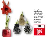 Amaryllis vorgetrieben im Angebot bei Marktkauf in Leonberg Amaryllis vorgetrieben Angebote bei Marktkauf Leonberg für 9,99 €
