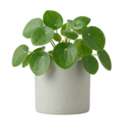 Gamm vert Liesle - Promo Pilea peperomioides ECLOZ Promo Pilea peperomioides ECLOZ à 4,99 € dans le catalogue Gamm vert à Liesle