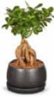 Bonsai Angebote bei Netto Marken-Discount Marl für 9,99 €