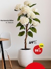 Hortensia Mika en promo chez Maxi Bazar Créteil à 59,99 €
