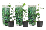 Limette, Citrus aurantifolia im Netto Marken-Discount Prospekt Limette, Citrus aurantifolia im aktuellen Netto Marken-Discount Prospekt für 25,99 €