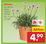 Stauden im Angebot bei Netto Marken-Discount in Euskirchen Stauden Angebote bei Netto Marken-Discount Euskirchen für 4,99 €
