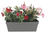 Jardinière cocoripot jade - LaMaison.fr à Caen Jardinière cocoripot jade en promo chez LaMaison.fr Caen à 6,30 €