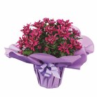 Chrysanthemen in Geschenk verpackung bei Lidl im Ratzeburg Prospekt für 5,99 €