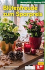 Christrose Angebote bei Netto Marken-Discount Kirchheim für 3,99 €