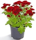 Chrysantheme Patio Mum Angebote bei Thomas Philipps Neumünster für 1,29 €