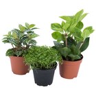 Plante verte en promo chez Carrefour Rosny-sous-Bois à 1,79 €