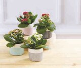 Kalanchoë en promo chez Super U Mulhouse à 2,99 €