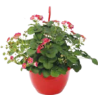 Bio Erdbeer-Ampel von Kölle Bio im aktuellen Pflanzen Kölle Prospekt