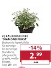 Zauberschnee 'Diamond Frost' im aktuellen Dehner Garten-Center Prospekt für 2,99 €