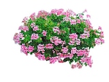 Promo SUSPENSION FLEURS DE SAISON POT 20 CM à 4,99 € dans le catalogue Netto à Chauffailles