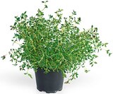 Aktuelles Freilandkräuter Angebot bei REWE in Ludwigshafen (Rhein) ab 1,99 €