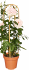 Edelrose im Netto Marken-Discount Prospekt Edelrose von im aktuellen Netto Marken-Discount Prospekt für 14,99 €