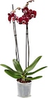 Orchidee Angebote bei Netto Marken-Discount Paderborn für 6,99 €
