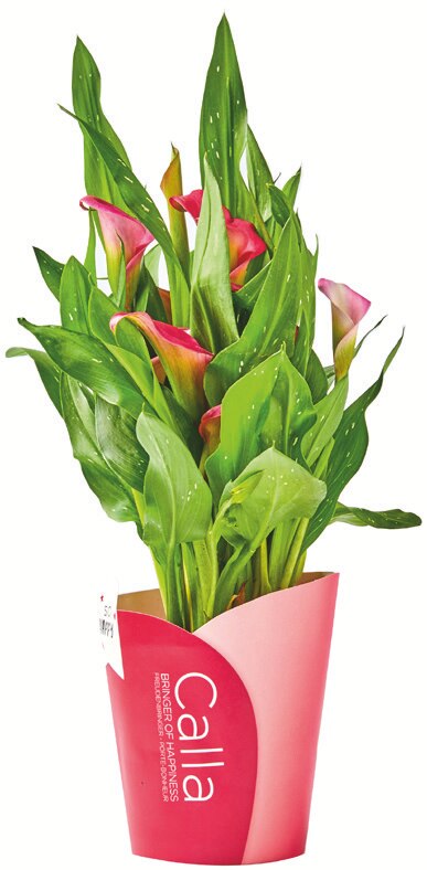 Zantedeschia + cache-pot