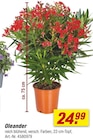 Oleander bei toom Baumarkt im Dresden Prospekt für 24,99 €