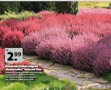 Besenheide (Calluna vulgaris) âBeauty Ladiesâ Twins im Hagebaumarkt Prospekt Besenheide (Calluna vulgaris) âBeauty Ladiesâ Twins von im aktuellen Hagebaumarkt Prospekt fĂŒr 2,99 âŹ