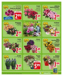 Blumen im EDEKA Prospekt "Wir lieben Lebensmittel." mit 26 Seiten (Augsburg)