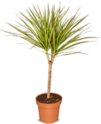 Drachenbaum im Angebot bei Netto Marken-Discount in Recklinghausen Drachenbaum Angebote bei Netto Marken-Discount Recklinghausen für 7,99 €