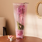 Orchidée en promo chez Carrefour Calais à 11,99 €