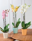 Orchidée 2 Tiges Rose - Super U à Gap Orchidée 2 Tiges Rose en promo chez Super U Gap à 9,99 €