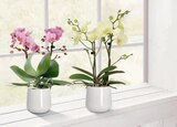 Aktuelle Zimmerpflanzen Angebote bei toom Baumarkt in Duisburg Aktuelles Midi-Schmetterlingsorchidee „Multiflora“ Angebot bei toom Baumarkt in Duisburg ab 3,19 €