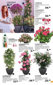 Kübelpflanzen Angebot im aktuellen Dehner Garten-Center Prospekt auf Seite 3