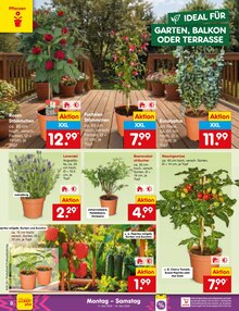 Paprika im Netto Marken-Discount Prospekt "Aktuelle Angebote" mit 66 Seiten (Koblenz)