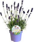 Aktuelle Blumen Angebote bei REWE in Hamburg Aktuelles Lavendel Angebot bei REWE in Hamburg ab 2,49 €