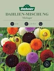 DAHLIEN-MISCHUNG 'MALAGA' bei Dehner Garten-Center im Germering Prospekt für 8,99 €