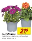 Beetpflanzen Angebote bei toom Baumarkt Altenburg für 2,99 €