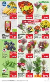 Aktueller Kaufland Prospekt mit Schnittblumen, "Aktuelle Angebote", Seite 19