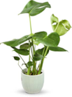 Netto Marken-Discount - Monstera Angebot im Prospekt Monstera bei Netto Marken-Discount im Prospekt "" für