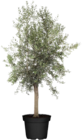 Aktuelles Olivenbaum (Olea europea Arbequina) Angebot bei Globus-Baumarkt in Jena ab 99,00 €