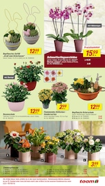 Dekoration im toom Baumarkt Prospekt in Baden-Baden Aktueller toom Baumarkt Prospekt mit Dekoration, "Respekt, wer's selber macht.", Seite 5