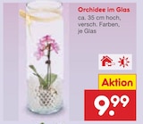 Orchidee im Glas von  im aktuellen Netto Marken-Discount Prospekt für 9,99 €